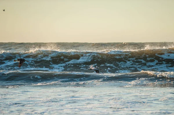 California Brown Pelican Surf Hullámok Breaking Szárnyalni Tengerparton Leengedjük — Stock Fotó