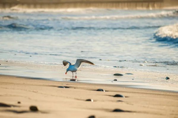 Gaivota Com Asas Espalhadas Pousando Areia Molhada Longo Costa Praia — Fotografia de Stock