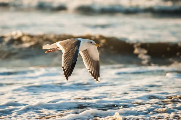 Gaivota Praia Voo Através Das Ondas Ruptura Costa Califórnia — Fotografia de Stock