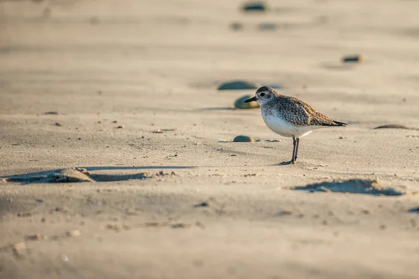 Pássaro Sanderling Lançando Uma Longa Sombra Praia Manhã Enquanto Procura — Fotografia de Stock