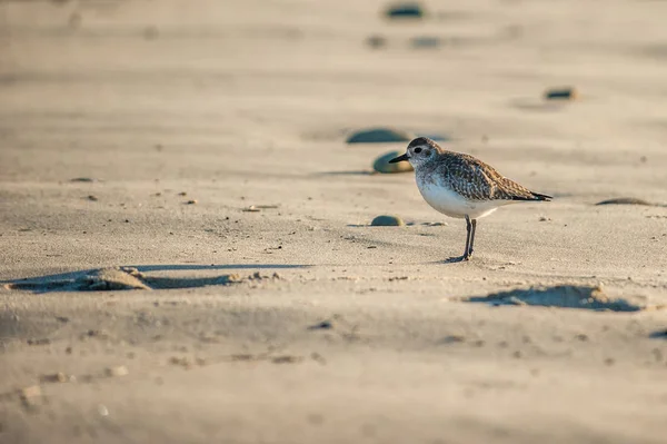 Sanderling Ave Proyectando Una Larga Sombra Playa Mañana Mientras Busca — Foto de Stock