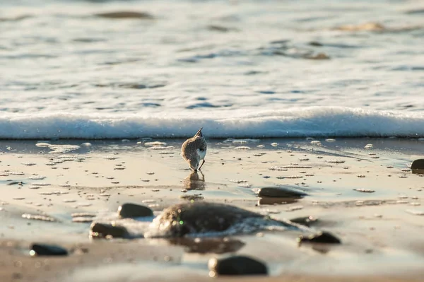 Pequena Ave Sanderling Forrageamento Para Comida Matinal Colando Bico Areia — Fotografia de Stock