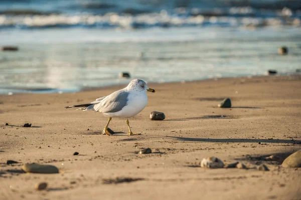 Webbed Gaivota Andando Pela Areia Praia Com Oceano Cintilante Fundo — Fotografia de Stock