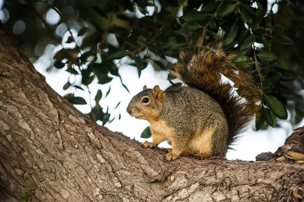 Pelzhörnchen Das Auf Der Suche Nach Winterfutter Vorsichtig Einem Baum — Stockfoto