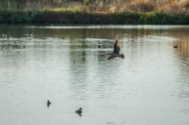 Uçuş için çekerken Haliç gölet üzerinde gri martı kanatlı bir dönüş bankacılık yaymak.