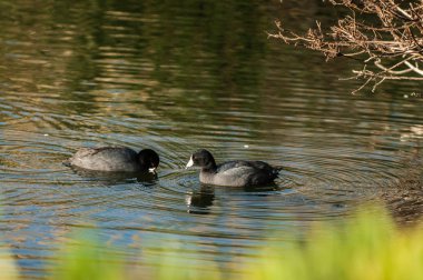 Amerikan yaban ördeği alarak çifti yiyecek için Haliç su daldırma Gaga dönüşüyor.