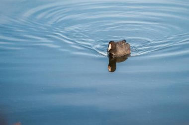 Amerikan Sakarmeke ve Haliç sakin suları arasında kürek çekmeye onun yansıması .