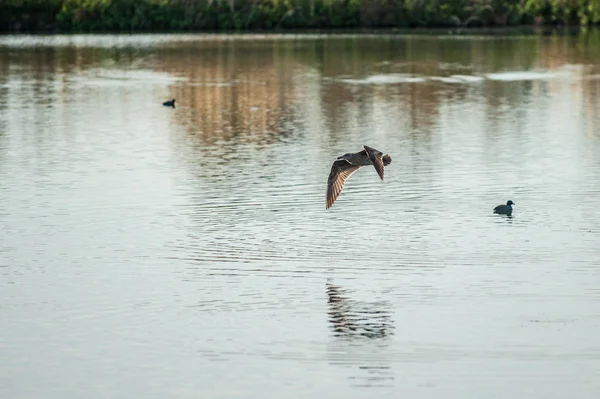 河口の池の向こう側の羽ばたき翼脱いで灰色のカモメの昇順 — ストック写真