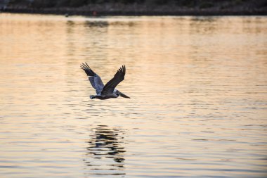 Kahverengi Pelikan ve marina okyanus suları arasında sabah altın saat sırasında uçan onun yansıması.
