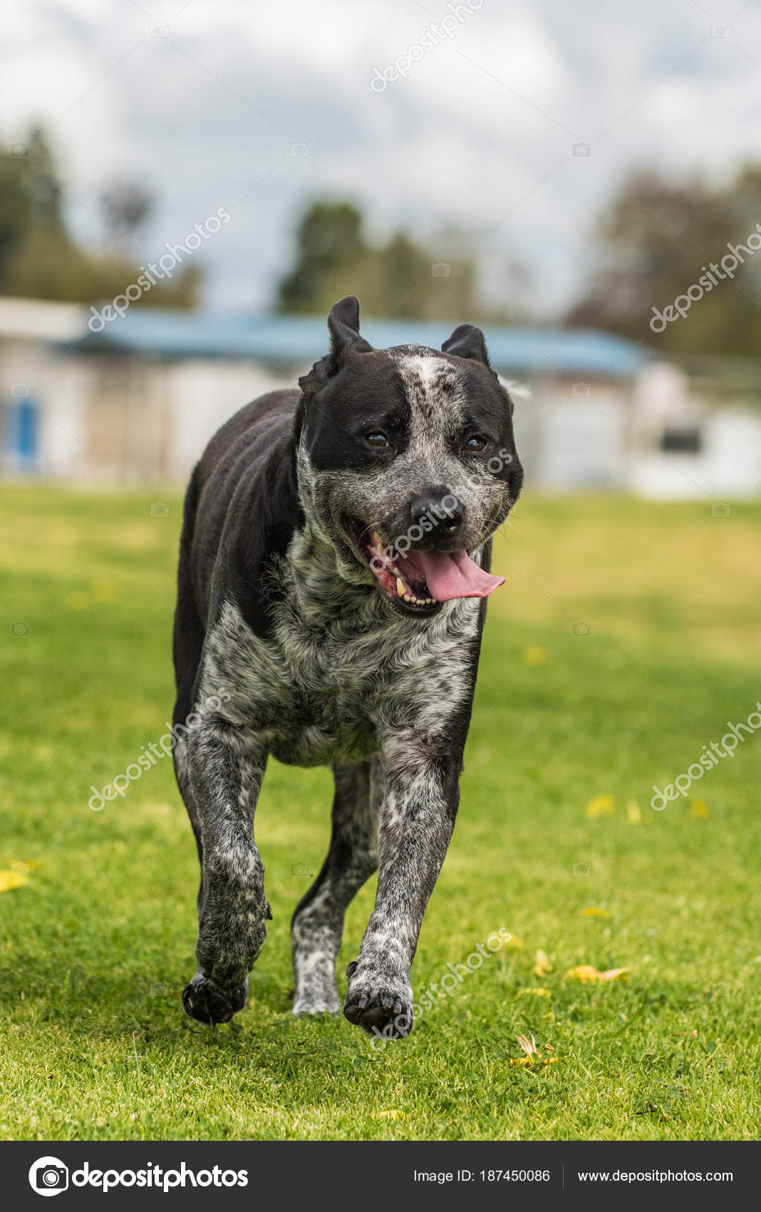 cattle dog and pitbull mix