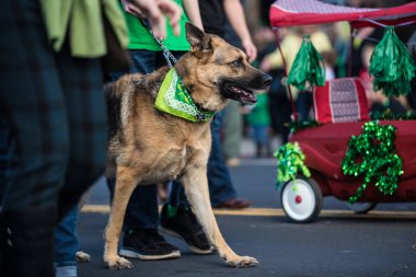 Kortej güzergahını yeşil Saint Patrick Day bandana boynuna giymiş süre işleyicisi ile yürüyen şenlikli Alman Shepard köpek.