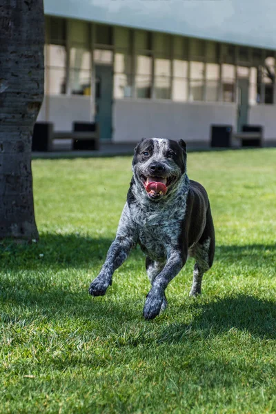 Стремительная Собака Смешанной Породы Прыгает Улыбается Кампусе — стоковое фото