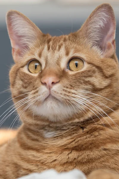 주황색 고양이 고양이 얼굴을 가까이 수염의 세부를 보여주는 — 스톡 사진