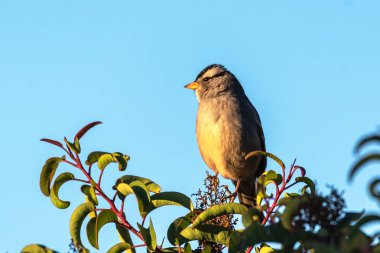 Kuş işi yapan tüylü arkadaşlar.