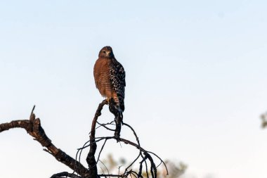 Yırtıcı kuş ava hazır.