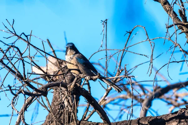 Pájaro azul agresivo en técnicas de supervivencia . — Foto de Stock