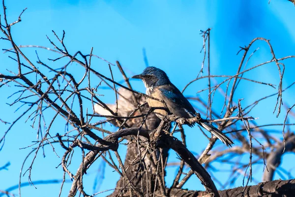 Niebieski ptak pozostaje agresywny w technikach przetrwania. — Zdjęcie stockowe