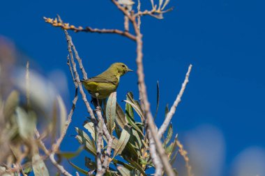 Vahşi yaşam yaratıkları arasında coşkulu bir aktivite.