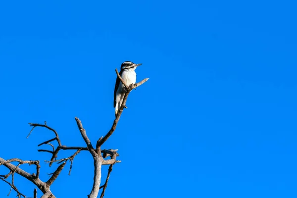 Criaturas de hábito todos os dias na natureza . — Fotografia de Stock