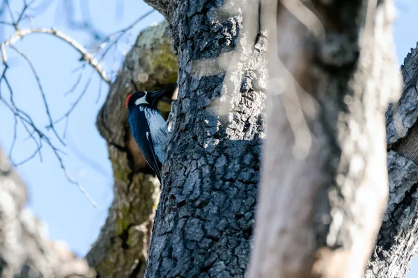 Criaturas de hábitos cotidianos en la naturaleza . — Foto de Stock