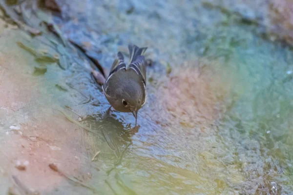 El flujo de agua a través de las rocas atrae a la vida silvestre . — Foto de Stock