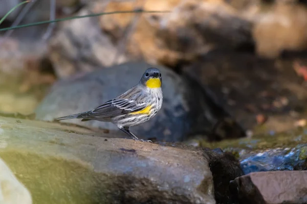 Fließendes Wasser über die Felsen zieht Wildtiere an. — Stockfoto