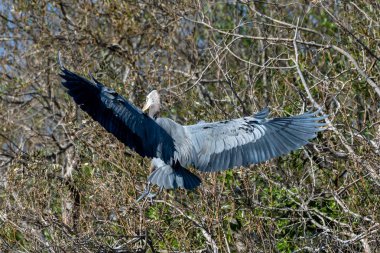 Göl hayvanları göletin etrafında oyalanıyorlar..