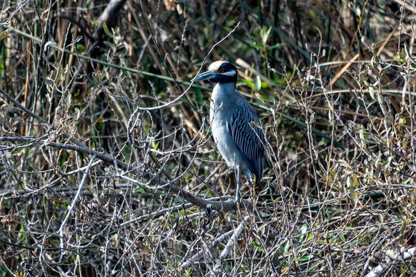 Animales de laguna ocupados alrededor del estanque . —  Fotos de Stock