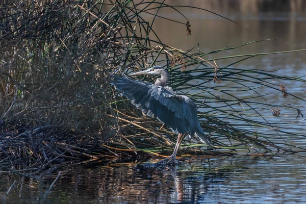 Animales de laguna ocupados alrededor del estanque . —  Fotos de Stock