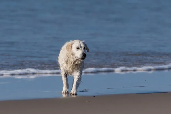 Oyuncak hayvan tüm sahile bakıyor. — Stok fotoğraf