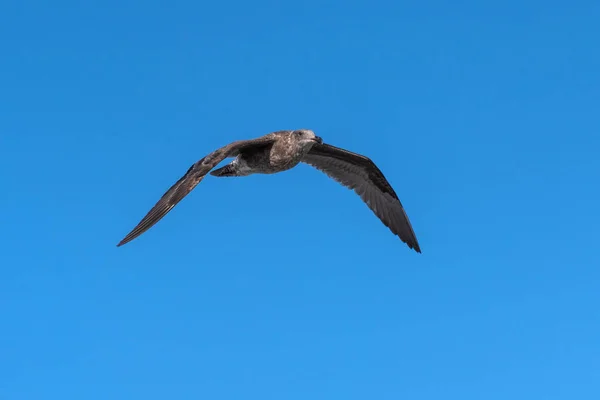 空の野生生物に警告する. — ストック写真