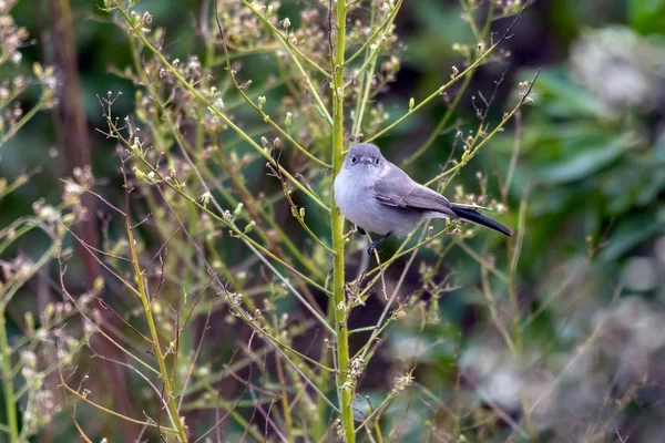 Natures creatures surviving another day. — Stock Photo, Image