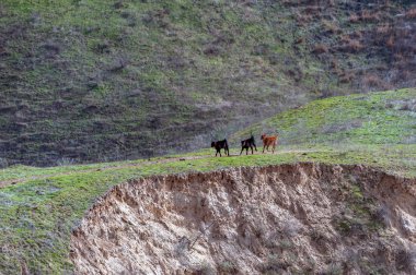 Çiftlik hayatı tanımlanmış bir iş tanımı içermiyor.