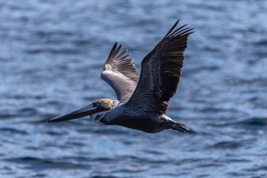 Flying marine birds on Southern California island. 
