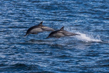 Swimming creatures flying over the water surface.