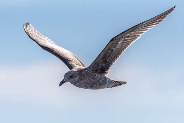 Létající mořští ptáci na ostrově Jižní Kalifornie. — Stock fotografie