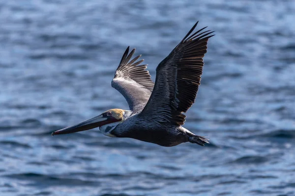 Πετώντας θαλάσσια πουλιά στο νησί της Νότιας Καλιφόρνιας. — Φωτογραφία Αρχείου