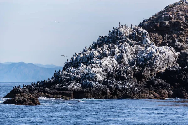 Roosting aves marinhas na ilha do sul da Califórnia . — Fotografia de Stock