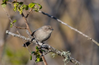 Bitki örtüsünün içinde vahşi yaşam.