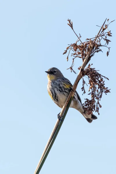 Wildlife inside the safety of the vegetation.