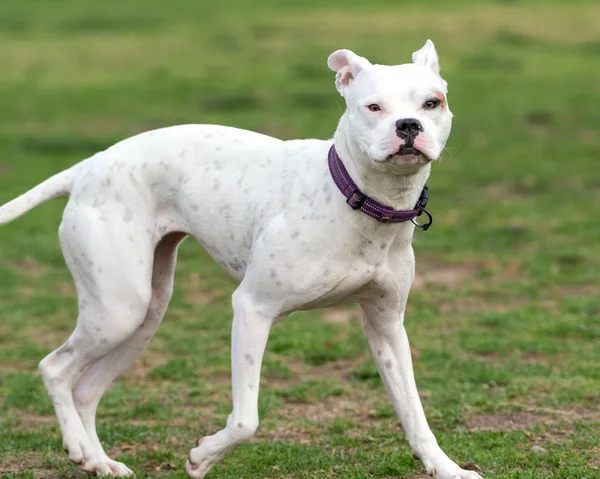 Playtime at dog park is exciting. — Stock Photo, Image