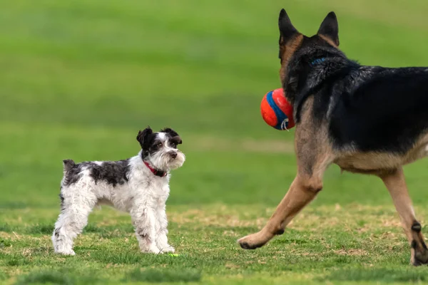 El tiempo de juego en el parque del perro es emocionante . —  Fotos de Stock