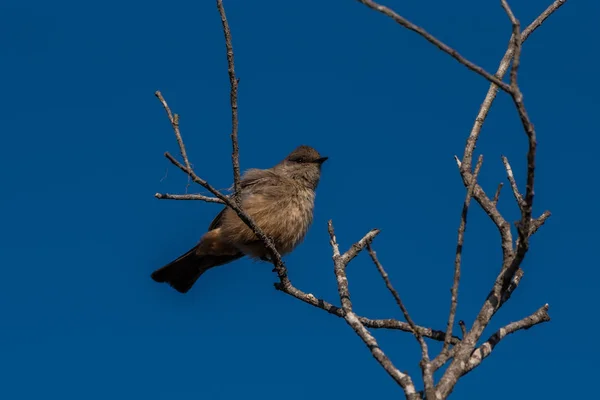 南カリフォルニアの鳥の季節が変わり始める. — ストック写真