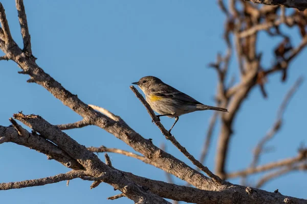 La stagione inizia a cambiare per gli uccelli della California meridionale . — Foto Stock
