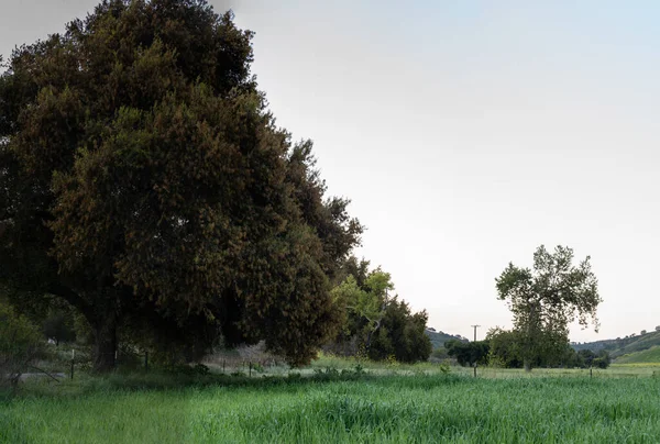 Калифорнийское Ранчо Имеет Много Новых Сорняков Полевых Цветов Растущих Сельской — стоковое фото