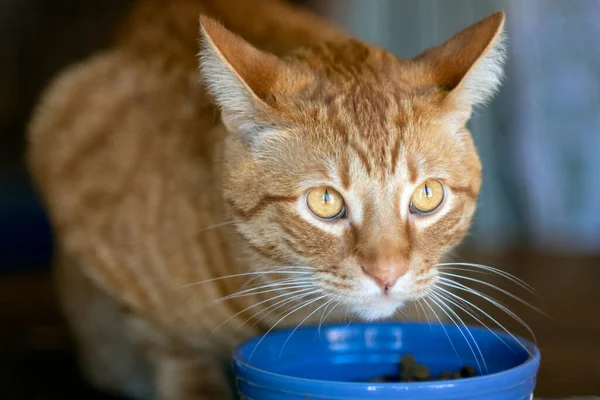 오렌지 줄무늬 고양이 귀여운 반사의 그릇에서 올려다보고 — 스톡 사진