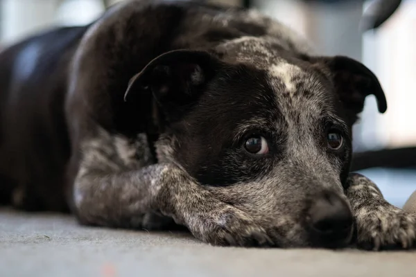 Karışık Cins Heeler Pit Bull Ailesinin Evcil Köpeği Yerde Dinleniyor — Stok fotoğraf