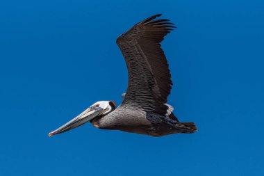 Açık gökyüzüne karşı sola doğru süzülürken Kahverengi Pelikan ile göz göze gelmek.