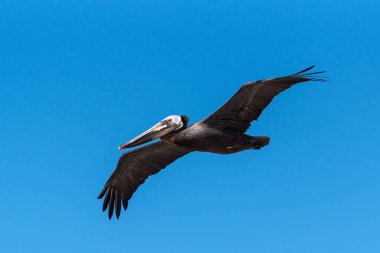 Kahverengi Pelikan 'la göz göze geldik. Kanatları açık olarak sola doğru süzülüyor..