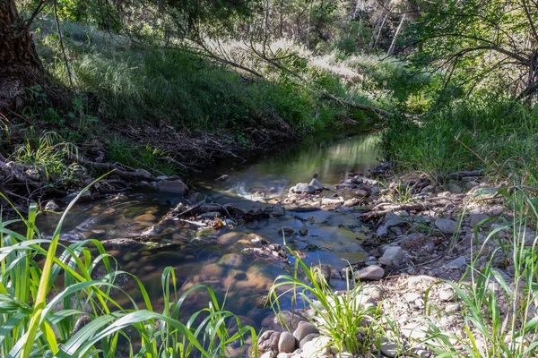 Fluindo Riacho Sobre Através Das Rochas Passa Por Vegetação Verde — Fotografia de Stock